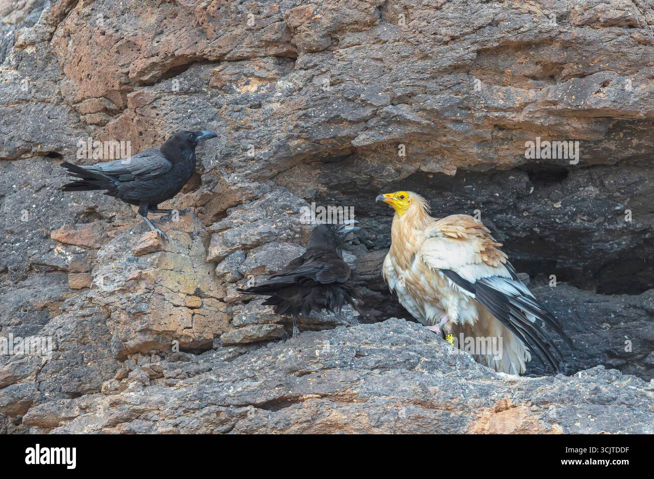 L'avvoltoio egiziano, il pollo del faraone, l'avvoltoio bianco (Neophron percnopterus), l'avvoltoio covante viene attaccato al suo nido in una nicchia di roccia da due Foto Stock