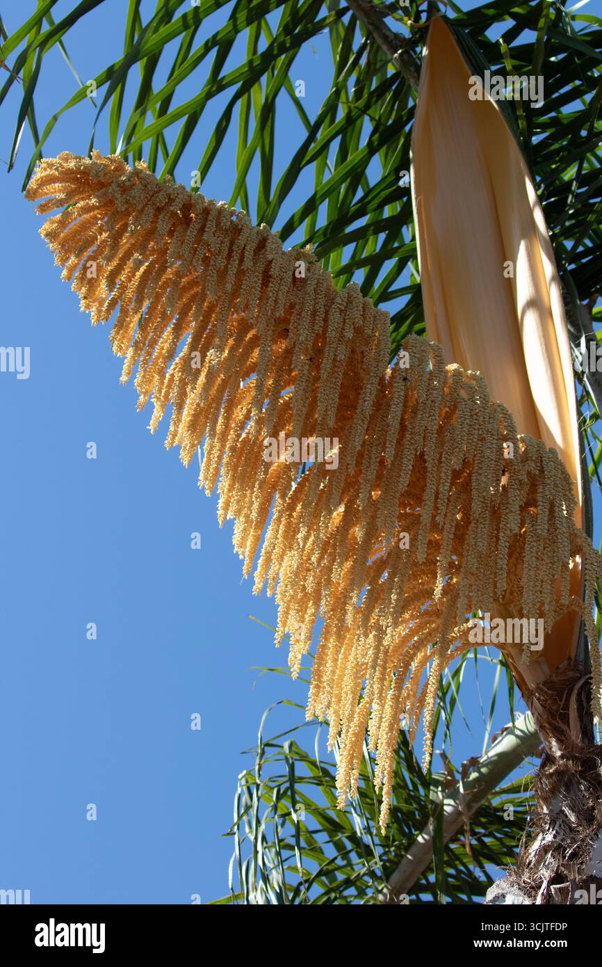 Albero di semi di palma Regina in California, Stati Uniti Foto Stock