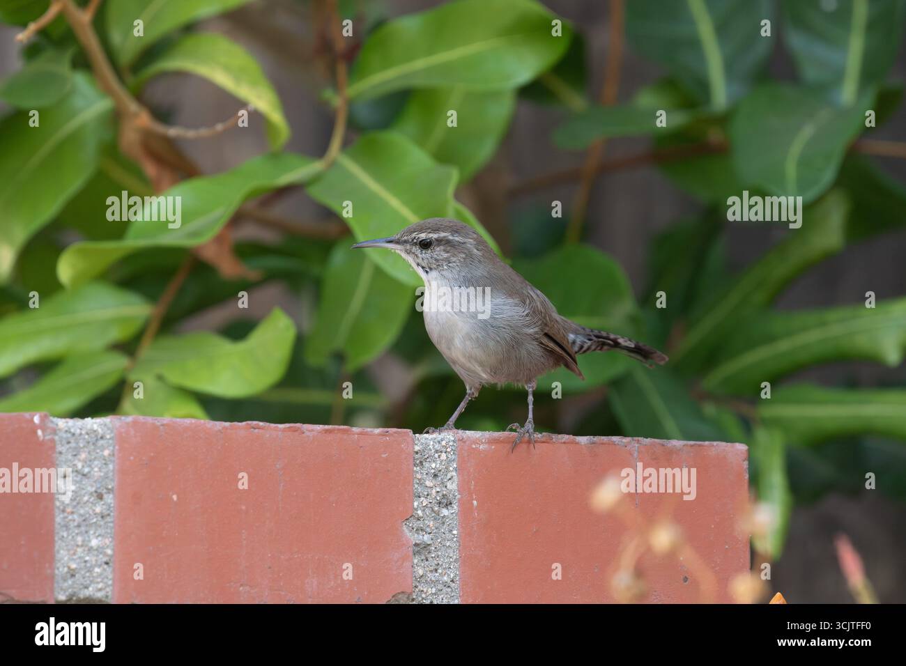 Bewick's Wren ( Thryomanes bewickii ) su una parete in un giardino della California del Sud, USA Foto Stock