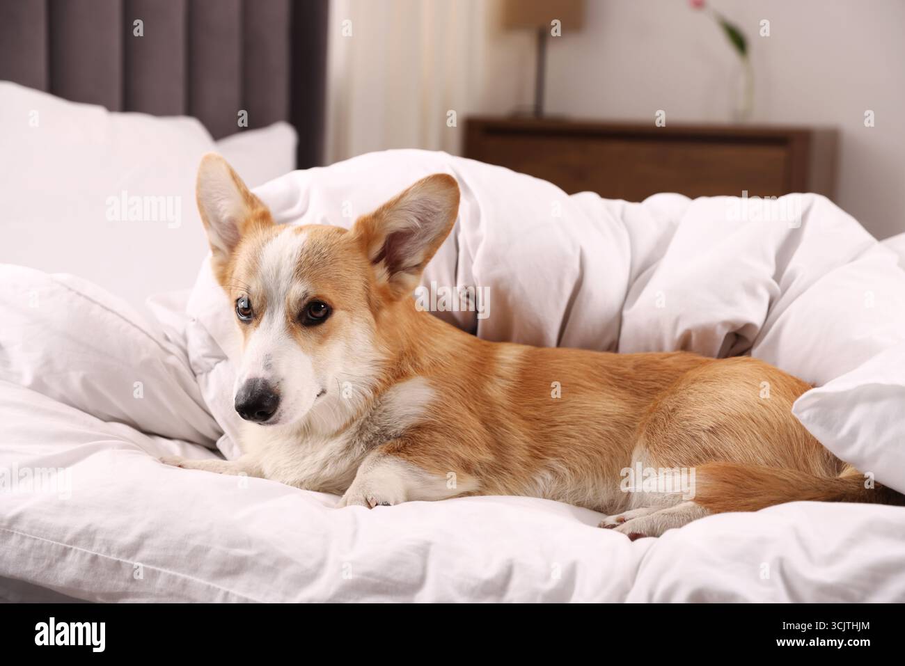 Hotel in cui sono ammessi gli animali domestici. Bel cane steso sul letto in casa Foto Stock