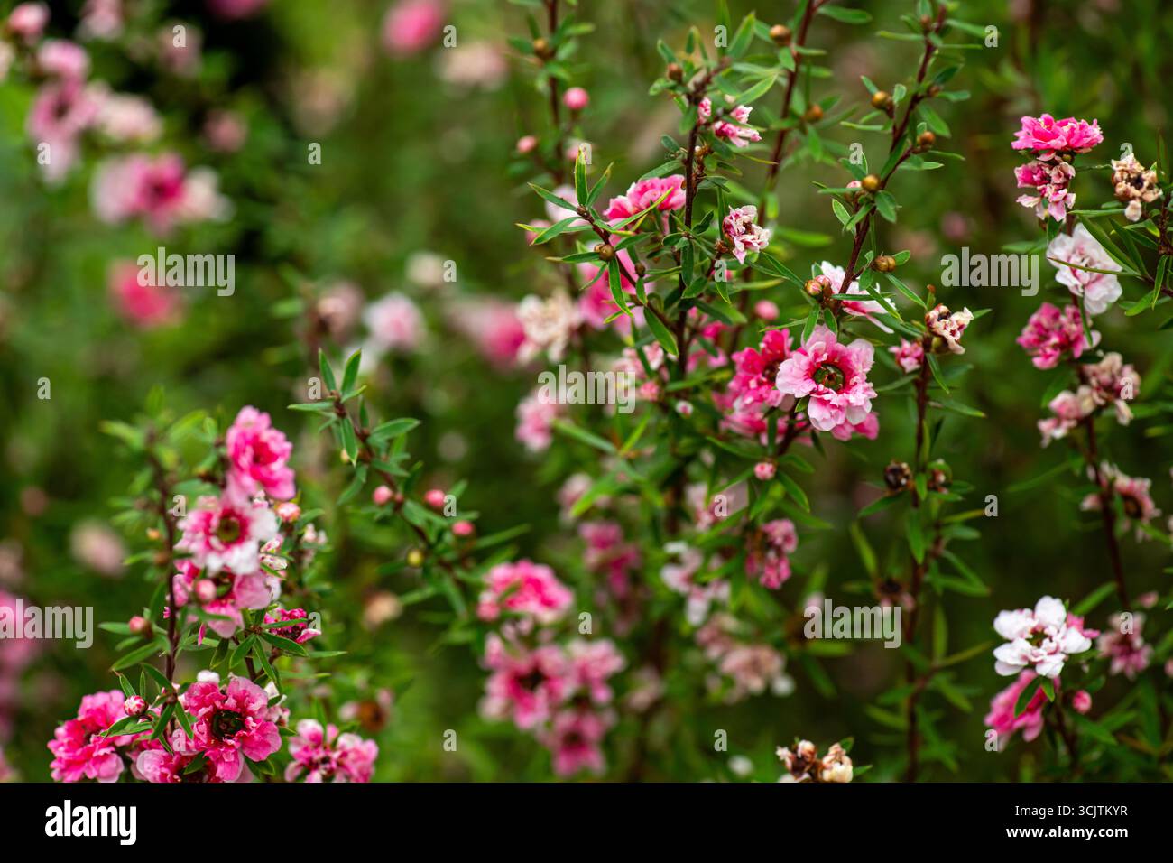 Immagine ravvicinata dei fiori di Manuka della nuova Zelanda. Il suo nettare produce miele di Manuka. Foto Stock