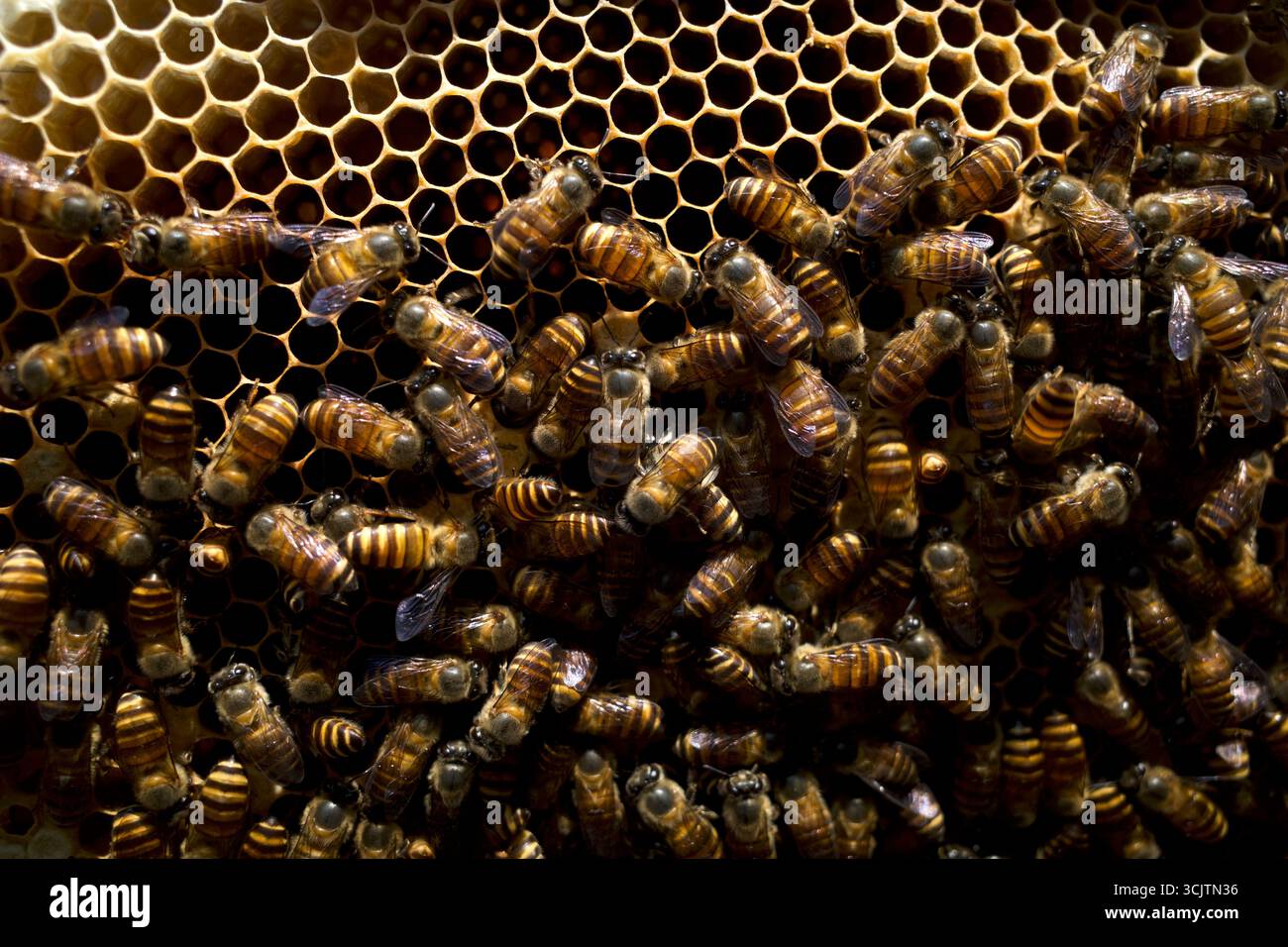 Primo piano di api mellifere (Apis mellifera) su un nido d'ape, alveari, dalla foresta pluviale naturale dell'isola di Giava, Indonesia. Foto Stock