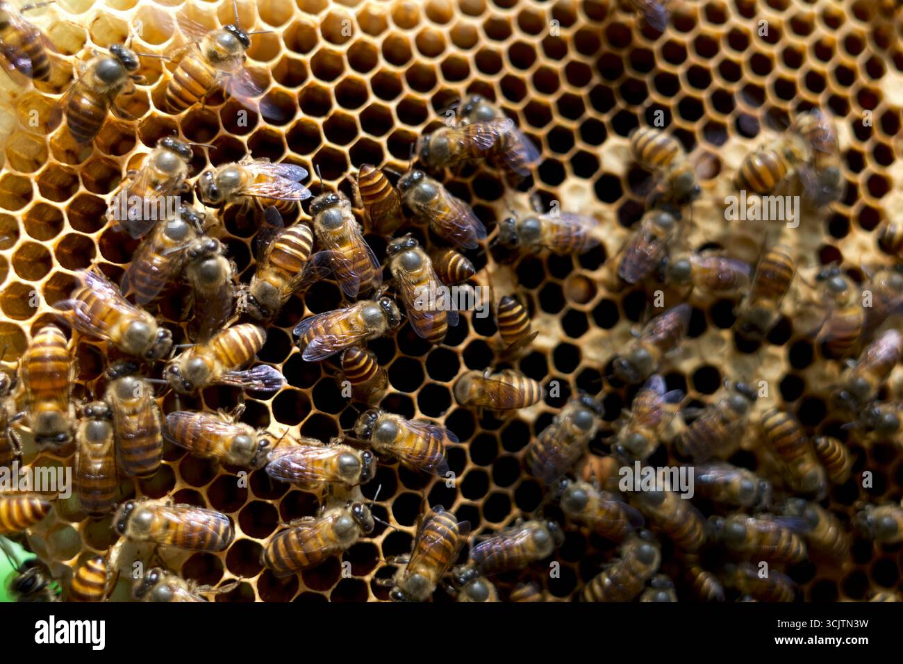 Primo piano di api mellifere (Apis mellifera) su un nido d'ape, alveari, dalla foresta pluviale naturale dell'isola di Giava, Indonesia. Foto Stock