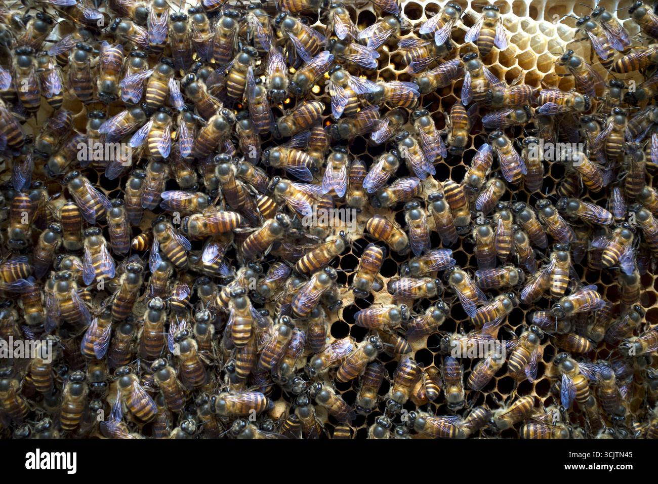 Primo piano di api mellifere (Apis mellifera) su un nido d'ape, alveari, dalla foresta pluviale naturale dell'isola di Giava, Indonesia. Foto Stock