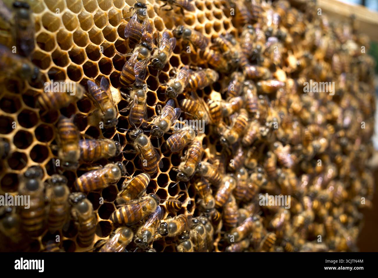 Primo piano di api mellifere (Apis mellifera) su un nido d'ape, alveari, dalla foresta pluviale naturale dell'isola di Giava, Indonesia. Foto Stock