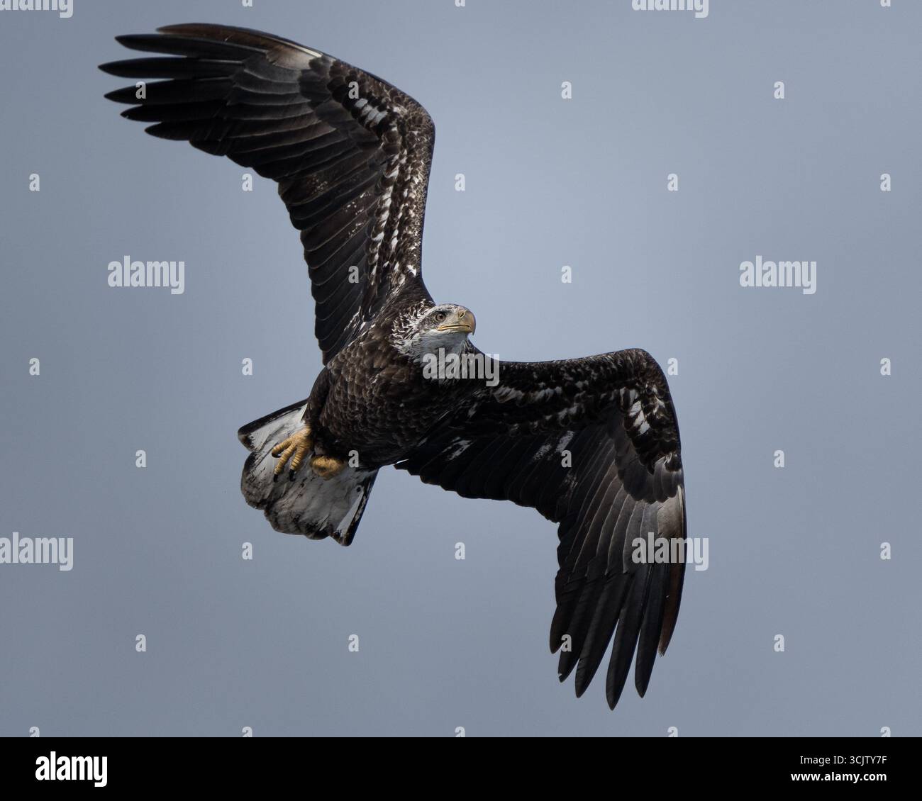Una giovane aquila calva sbatte le ali mentre vola in alto nel cielo. Foto Stock