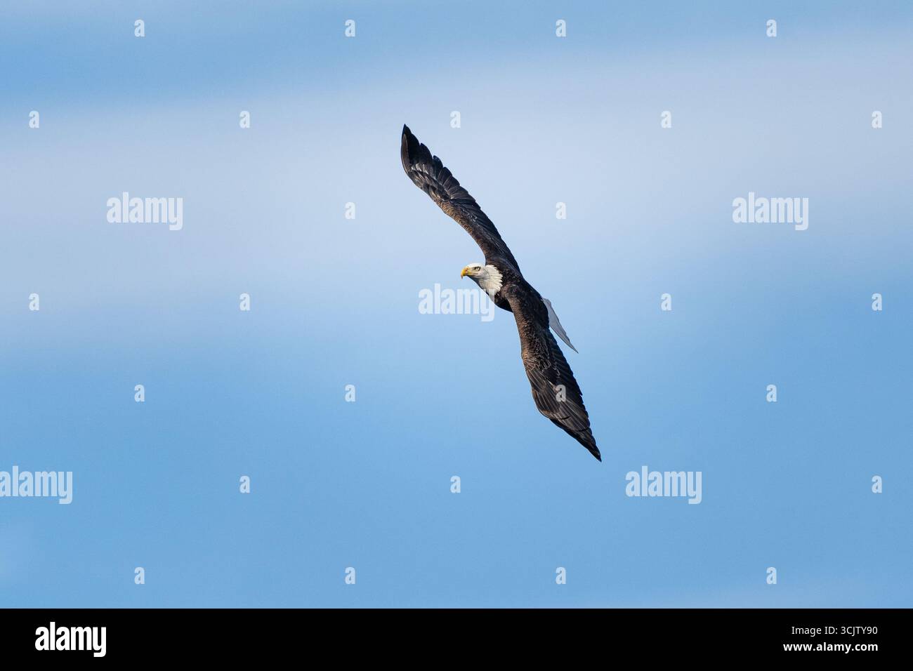 Un'aquila calva sponda a mezz'aria, le sue ali si curvavano graziosamente contro un cielo blu morbido. Foto Stock