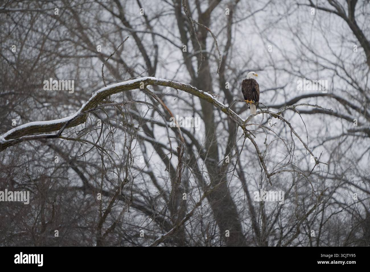 Un'aquila calva poggia su un prato innevato. Foto Stock