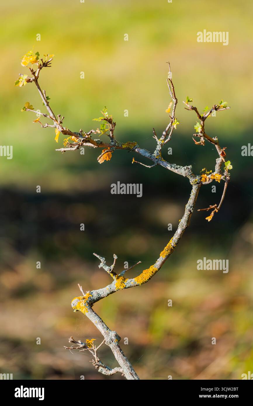 Un dettaglio dettagliato di un ramo d'albero con foglie d'autunno ingiallibili e piccoli germogli verdi su un morbido sfondo naturale sfocato. Foto Stock