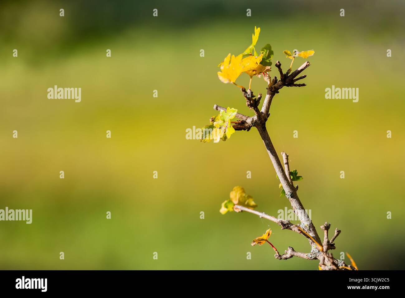 Un dettaglio dettagliato di un ramo d'albero con foglie d'autunno ingiallibili e piccoli germogli verdi su un morbido sfondo naturale sfocato. Foto Stock