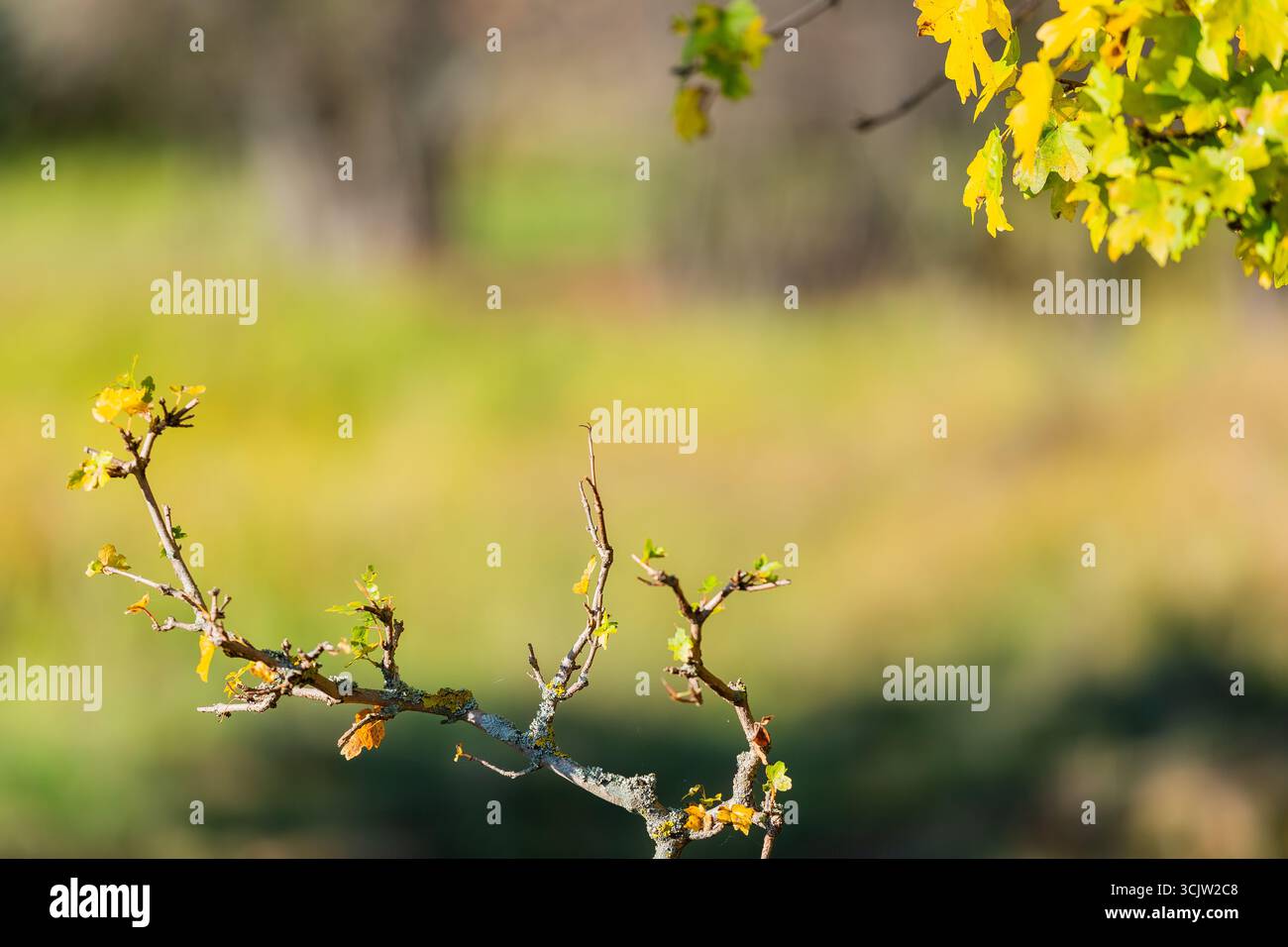 Un dettaglio dettagliato di un ramo d'albero con foglie d'autunno ingiallibili e piccoli germogli verdi su un morbido sfondo naturale sfocato. Foto Stock