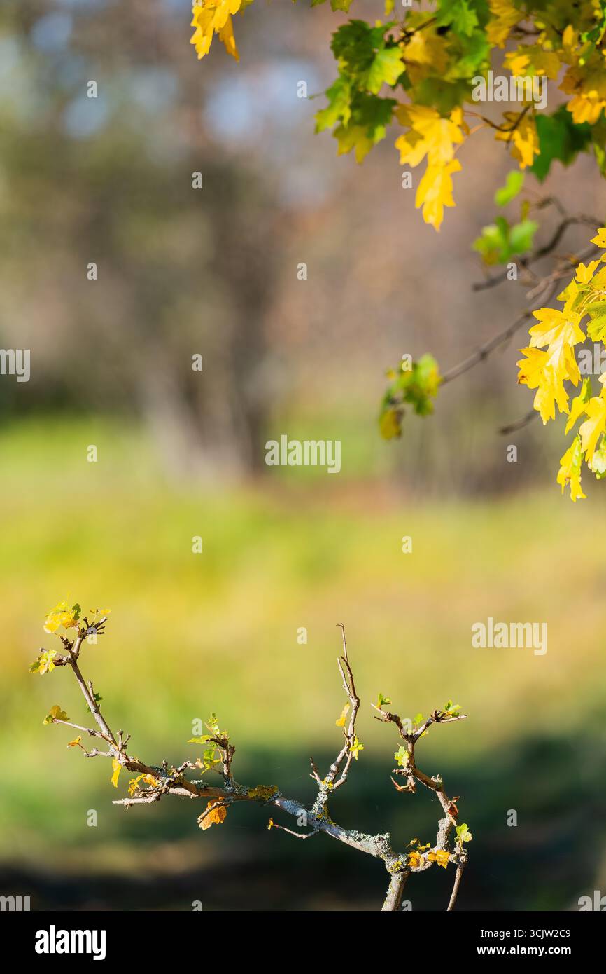 Foglie autunnali gialle e verdi brillanti pendono da un ramo d'albero, con luce solare soffusa e uno sfondo boschivo sfocato. Foto Stock