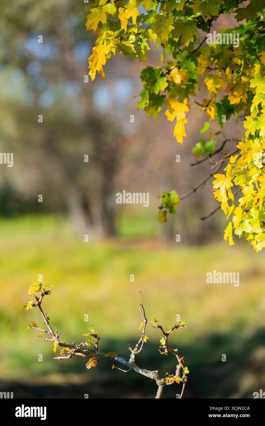 Foglie autunnali gialle e verdi brillanti pendono da un ramo d'albero, con luce solare soffusa e uno sfondo boschivo sfocato. Foto Stock