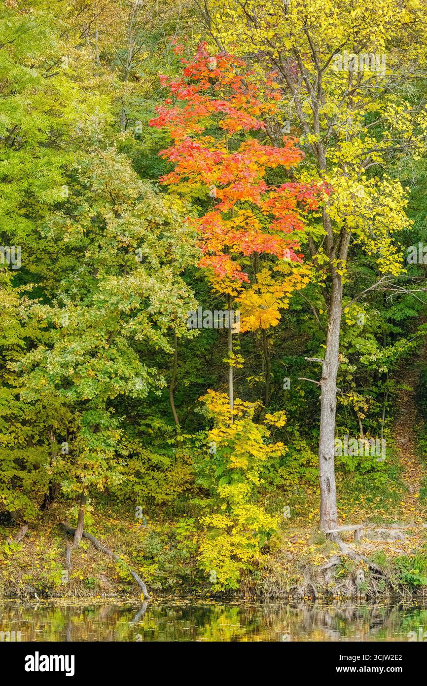 Un vibrante albero autunnale con foglie rosse, arancioni e gialle spicca contro il verde della foresta lungo un tranquillo lungofiume. Foto Stock
