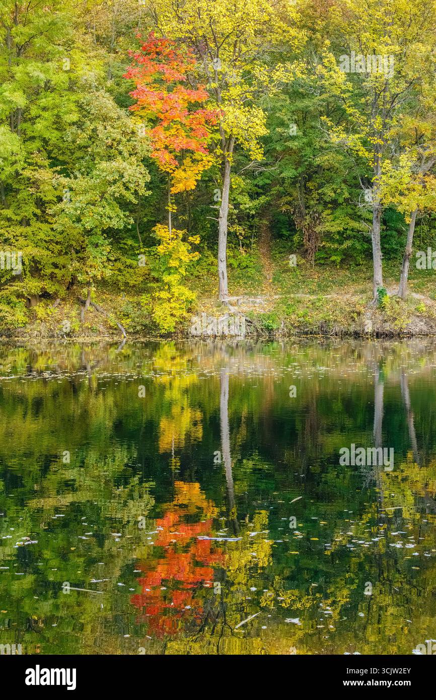 Un vibrante albero autunnale con foglie rosse, arancioni e gialle spicca contro il verde della foresta lungo un tranquillo lungofiume. Foto Stock