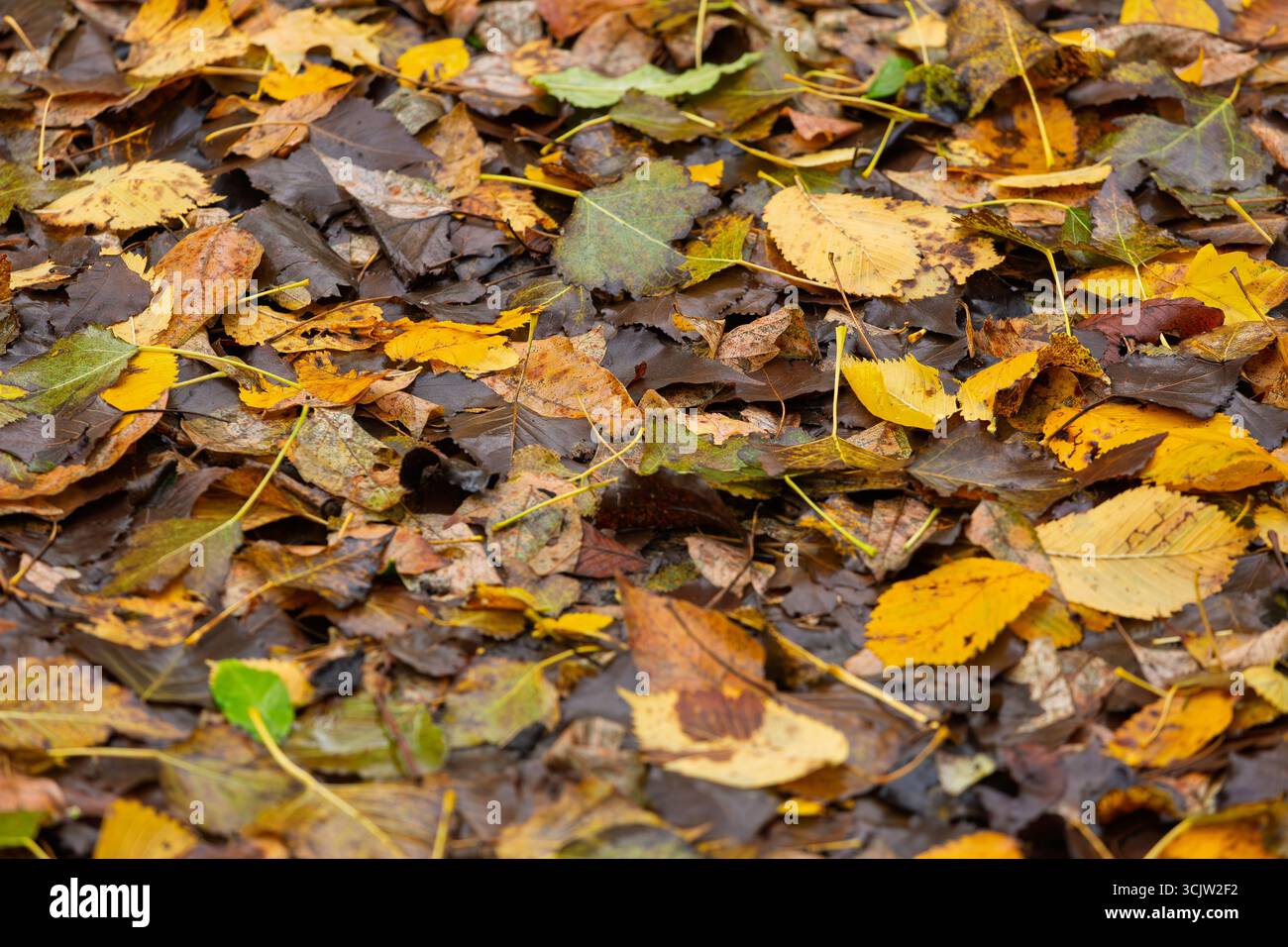 Le colorate foglie autunnali in tonalità di giallo, marrone e verde coprono il fondo della foresta, creando un tappeto naturale stagionale. Foto Stock