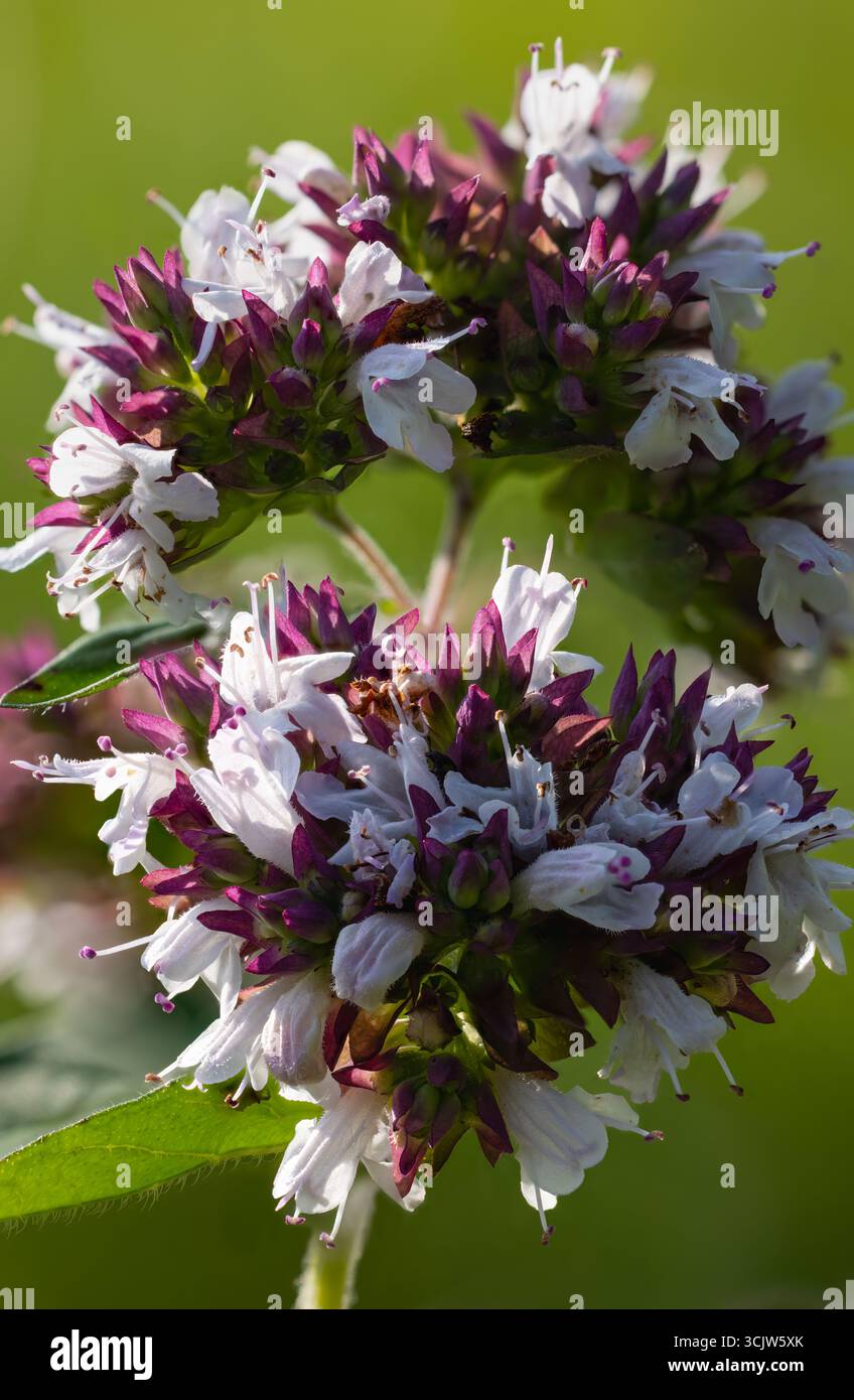Fioritura della maggiorana selvatica Foto Stock
