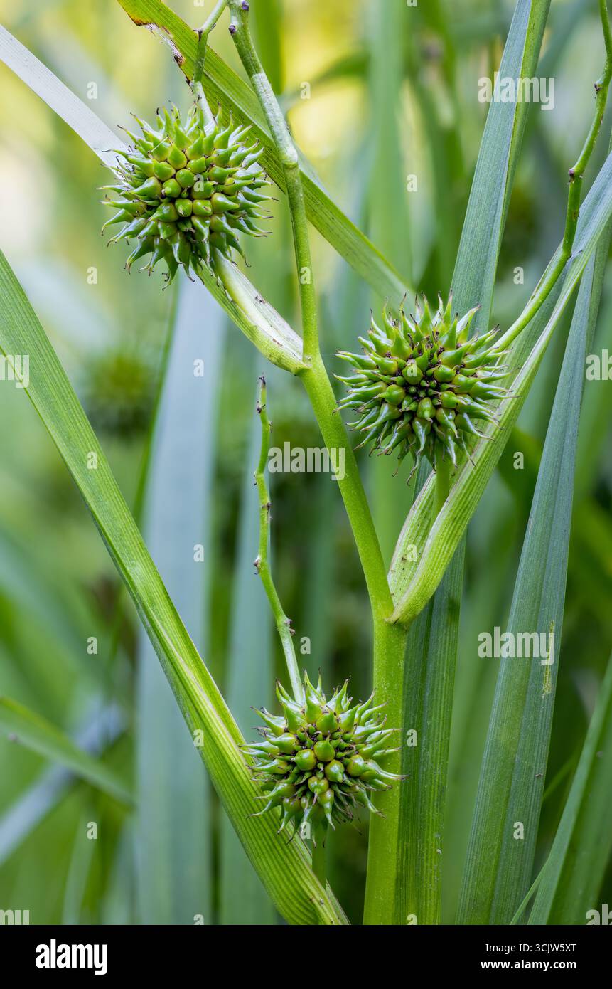 Cialde ramificate di semi di bur Foto Stock