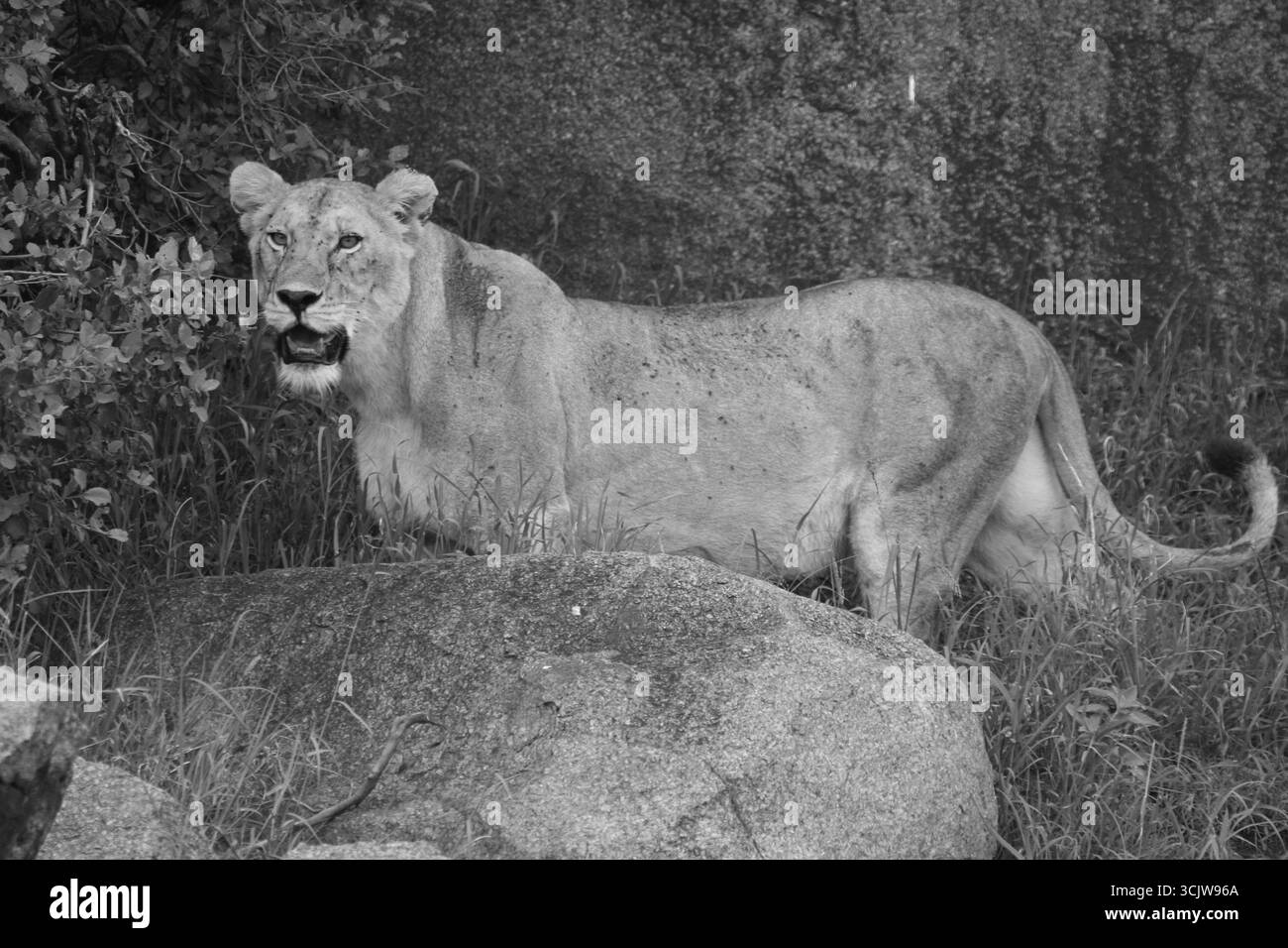 Lioness in piedi dietro la roccia, Parco Nazionale del Serengeti, Tanzania, Africa. Fotografia scattata a gennaio. Foto Stock
