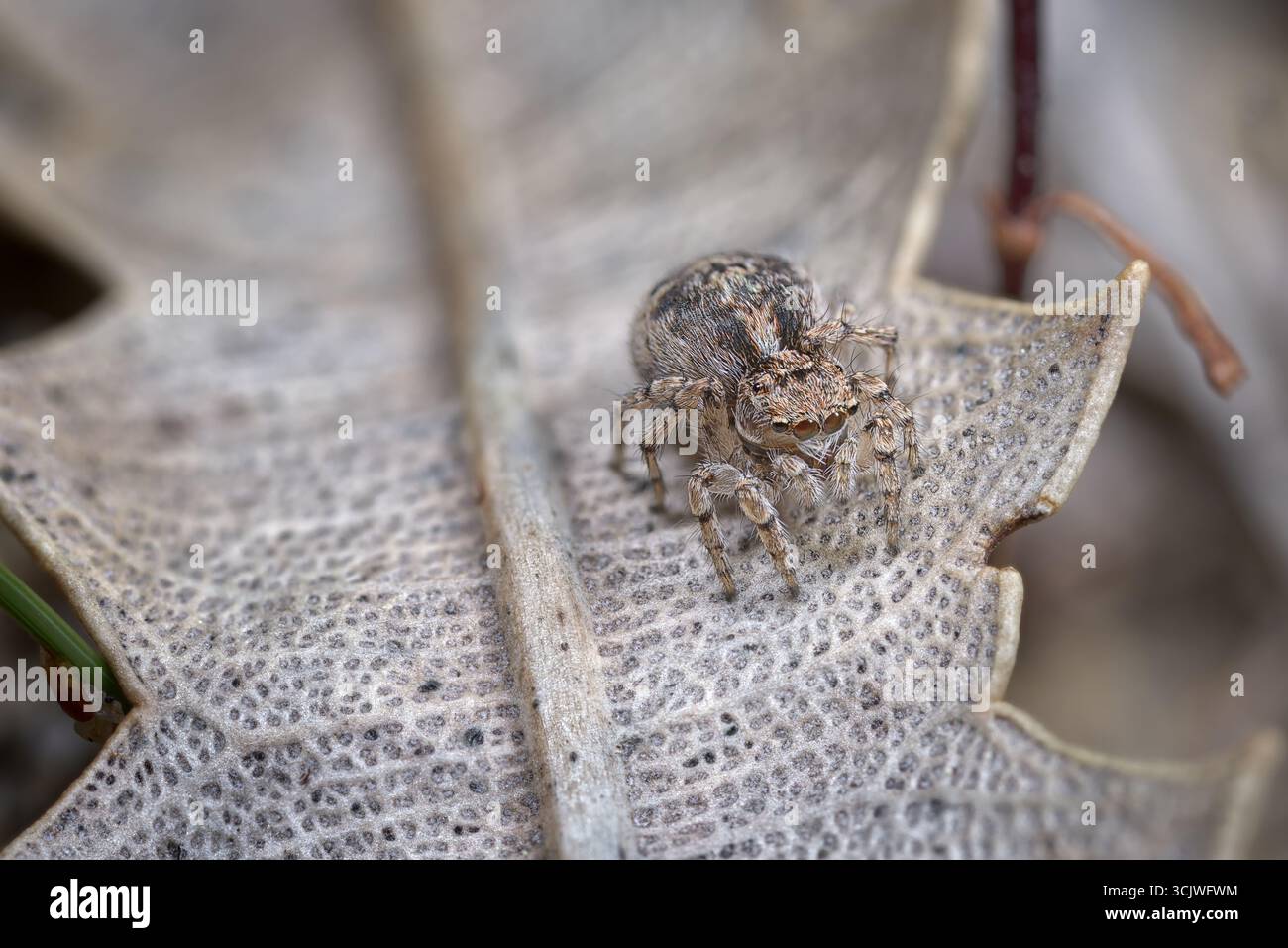 Una femmina di ragno pavone (Maratus spicatus) una delle più piccole delle specie, lunga circa 2 mm Foto Stock Una femmina di ragno pavone (Maratus spicatus) una delle più piccole delle specie, lunga circa 2 mm Foto Stock