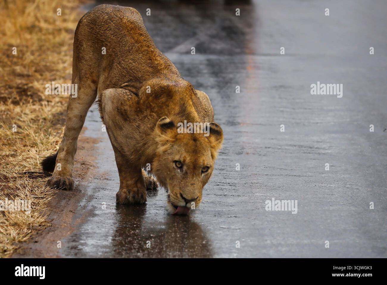 giovane leone maschio che beve acqua piovana Foto Stock