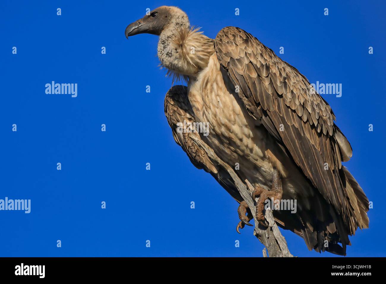 Avvoltoio africano seduto su un ramo Foto Stock