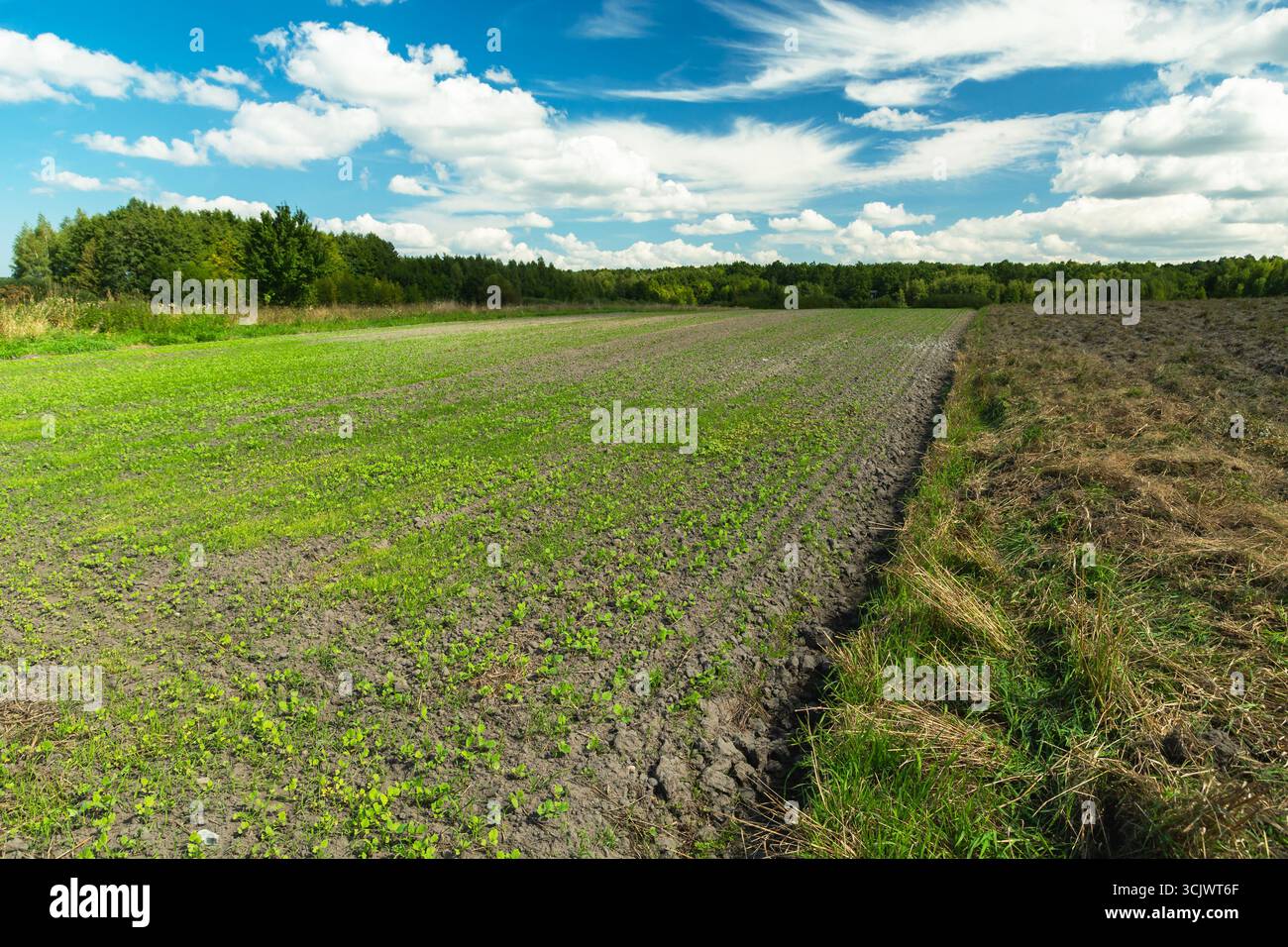 Campo di colture invernali vicino alla foresta e cielo limpido, paesaggio rurale della Polonia orientale Foto Stock