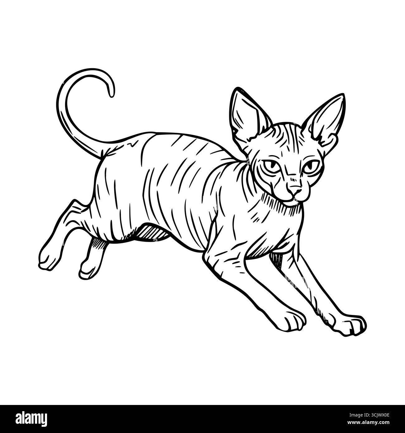 Un gatto canadese senza capelli Sphynx è raffigurato in una posa giocosa, che mostra le sue caratteristiche uniche e il suo corpo snello. Il gatto ha orecchie grandi ed espressivo Illustrazione Vettoriale