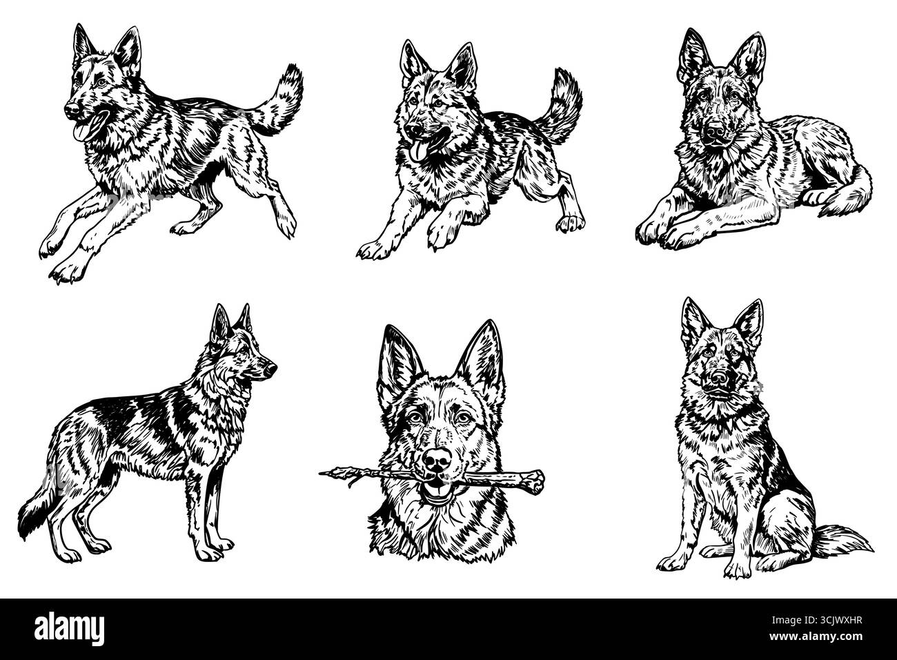 Sei illustrazioni di cani da pastore tedeschi in varie pose. I cani sono raffigurati in bianco e nero, mostrando le loro caratteristiche distinte e. Illustrazione Vettoriale