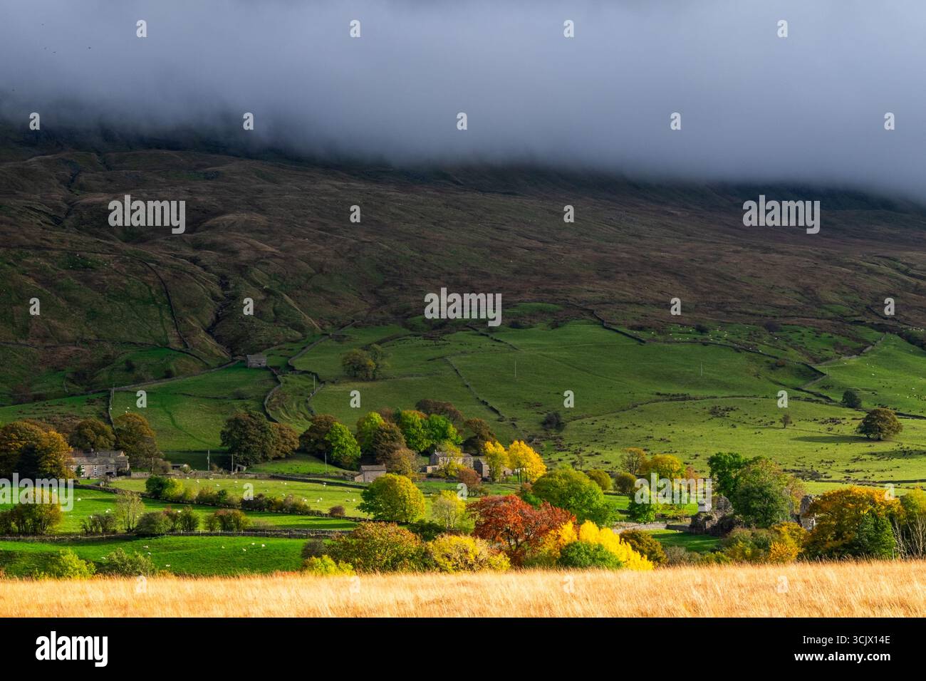 Alberi autunnali e campi di fattoria sotto le colline scure Foto Stock