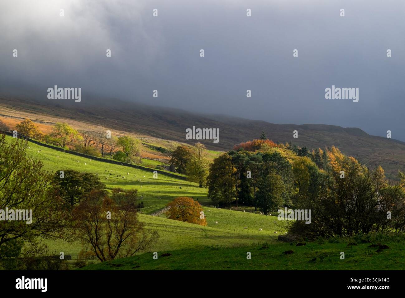 Luce solare sugli alberi autunnali in un paesaggio spettacolare Foto Stock