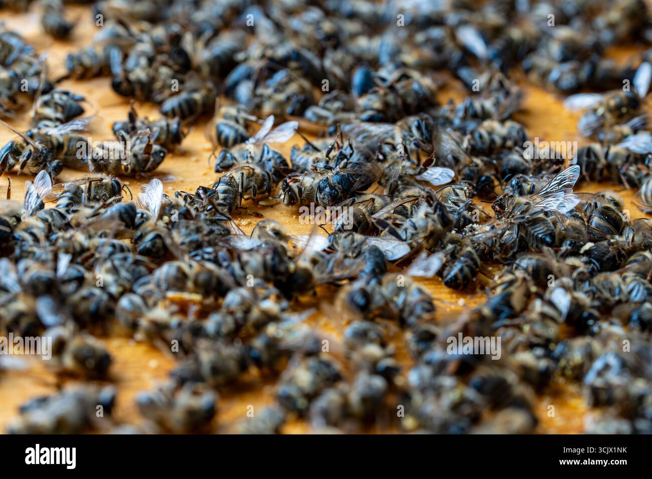 Molte api morte nell'alveare, da vicino. Disturbo del collasso delle colonie. Fame, esposizione ai pesticidi, parassiti e malattie Foto Stock