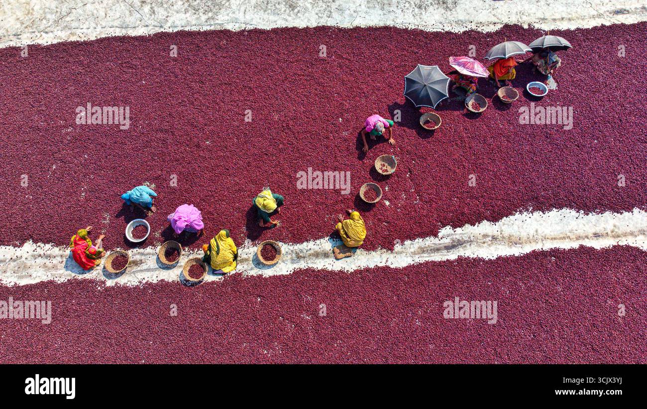 Prugna, Bangladesh - 10 marzo 2024: Vista aerea delle vivaci prugne rosse sparse per tutta la terra, donne in colorati saris punteggiano il paesaggio mentre raccolgono con cura il raccolto sotto il caldo sole. Foto Stock