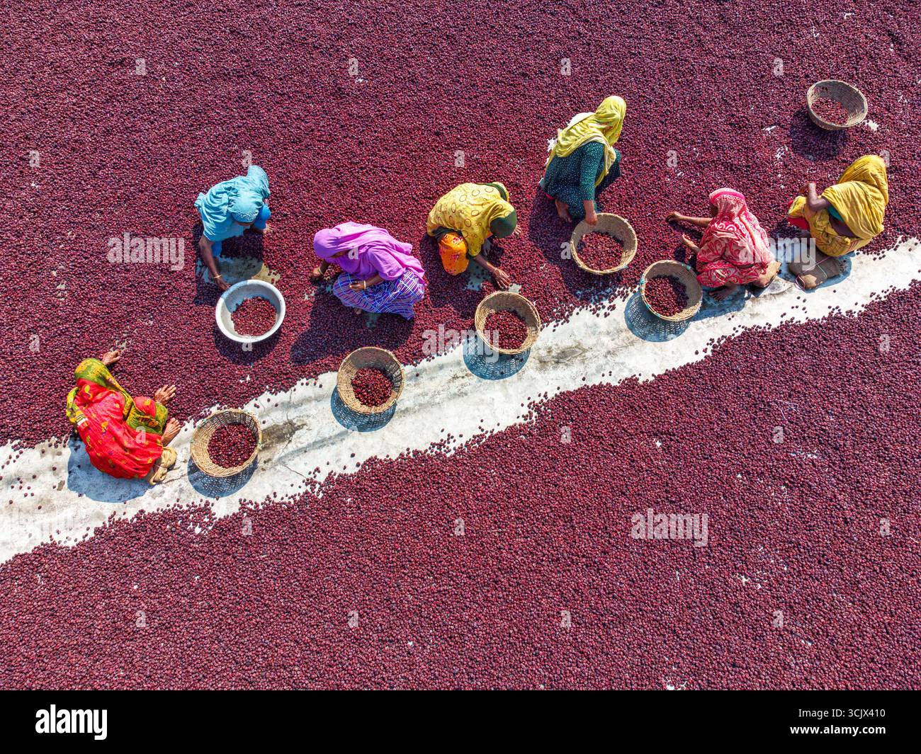 Plum, Bangladesh - 10 marzo 2024: Vista aerea dei lavoratori che raccolgono prugne, i loro abiti vibranti un netto contrasto con il frutto borgognone diffuso in un vasto campo di essiccazione. Foto Stock