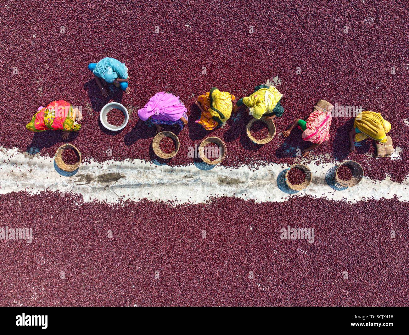 Prugna, Bangladesh - 10 marzo 2024: Veduta aerea di un vivace arazzo di prugne rosse che si estendono fino all'asciutto, punteggiato da figure colorate di donne che lavorano meticolosamente lungo una linea bianca brillante. Foto Stock