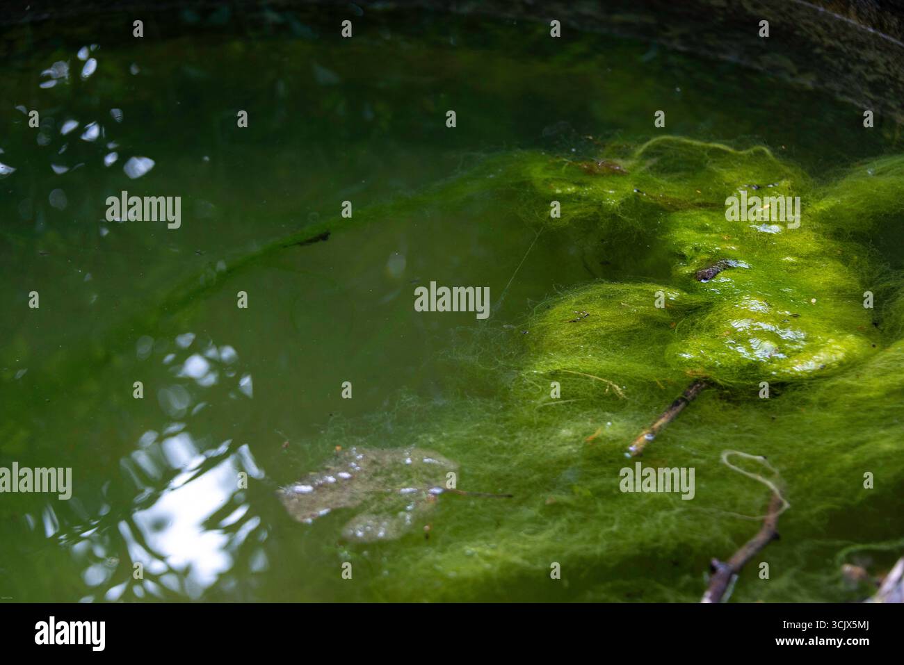 Un dettagliato primo piano di una fioritura filamentosa di alghe verdi vibranti, comunemente nota come scum di stagno, che galleggia sulla superficie di acque scure e torbide. L'intrica Foto Stock