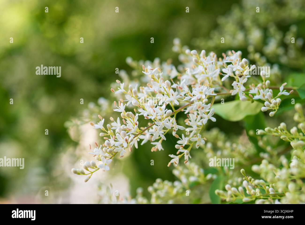 Italia, Lombardia, Fiori privati Cinesi, Ligustrum Sinense Foto Stock