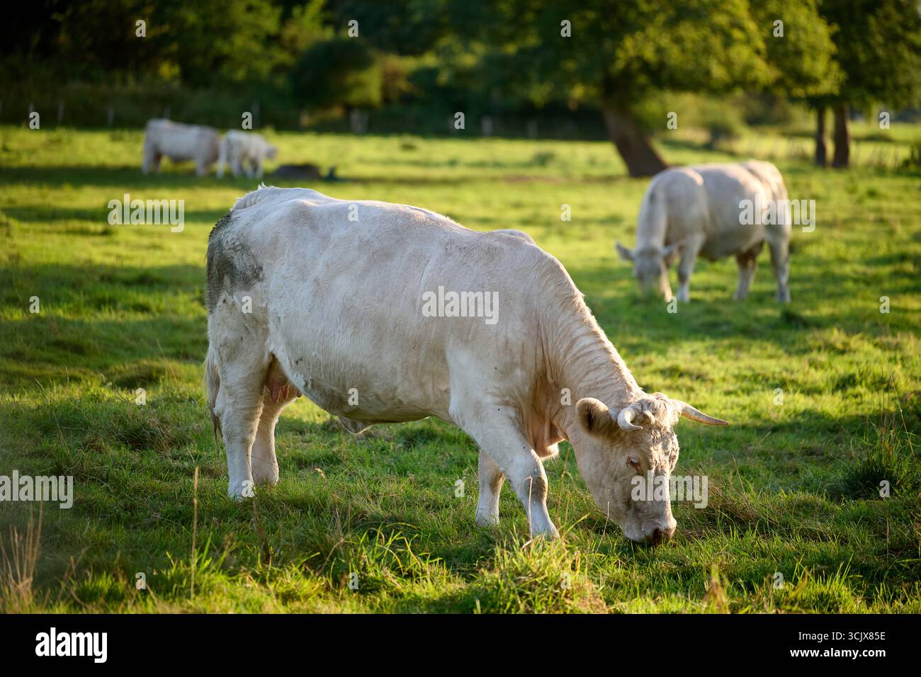 Mucca Charolais con cappotto cremoso leggero che pascolano nel pascolo verde, vista laterale alla luce calda del sole pomeridiano, cornice orizzontale, industria agricola e alimentare Foto Stock