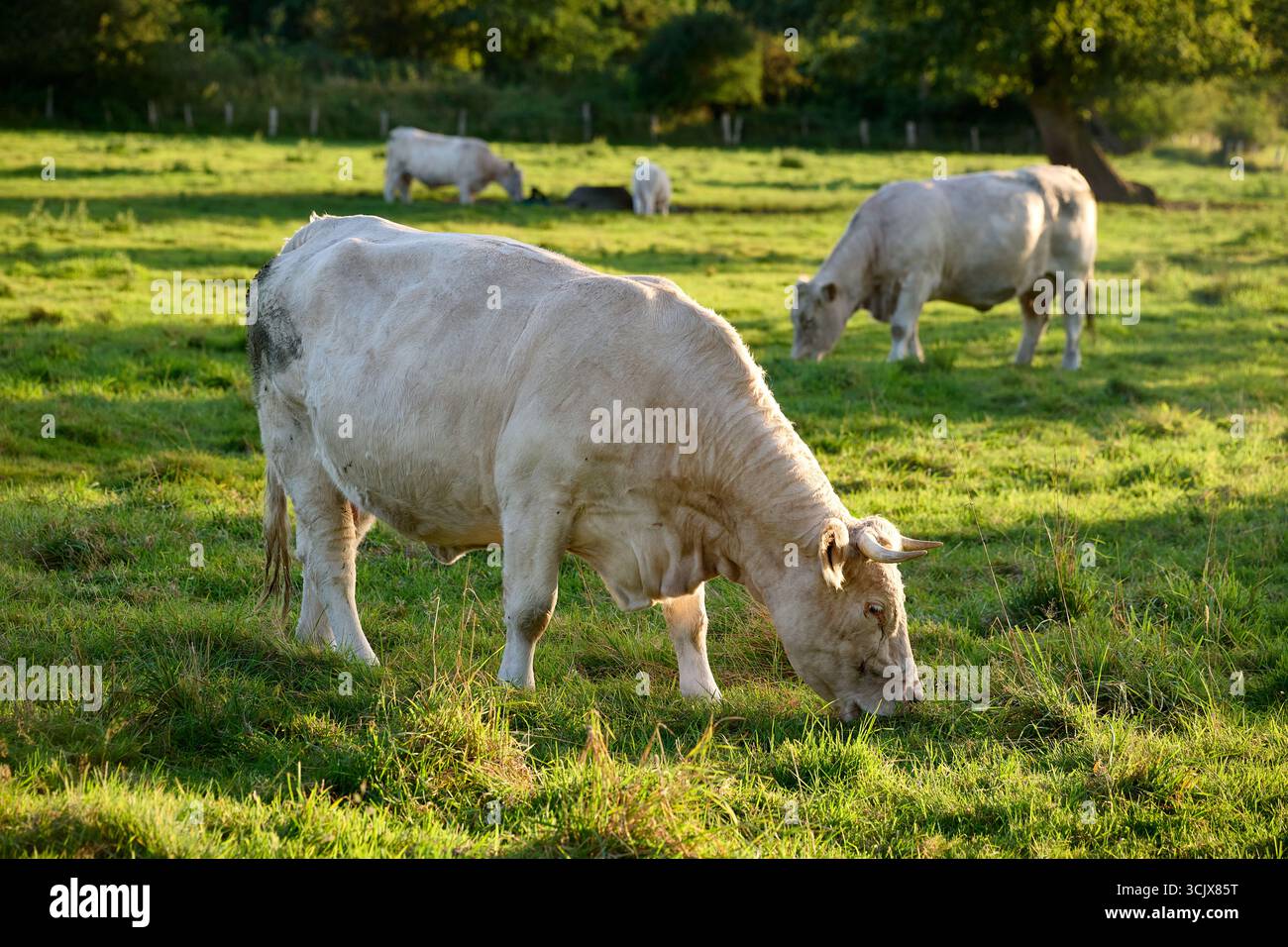 Mucche Charolais che pascolano in un pascolo verdeggiante, teste abbassate verso l'erba, luce del sole nel tardo pomeriggio, composizione orizzontale, ideale per l'agricoltura, ani Foto Stock