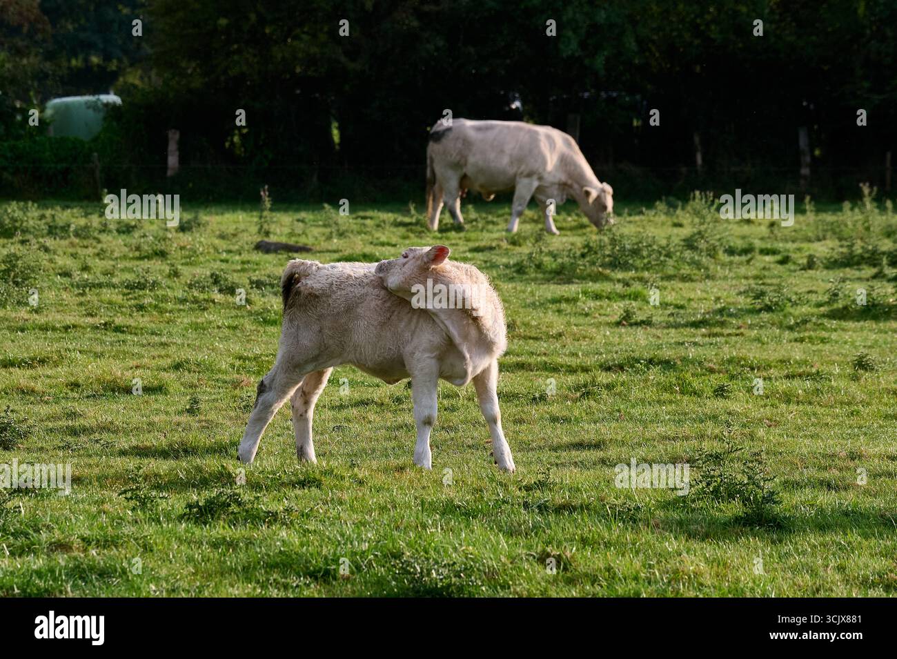Giovane vitello Charolais che si gratta sul pascolo verde, la luce del sole del mattino crea ombre morbide, composizione orizzontale ideale per la cura materna e animale Foto Stock