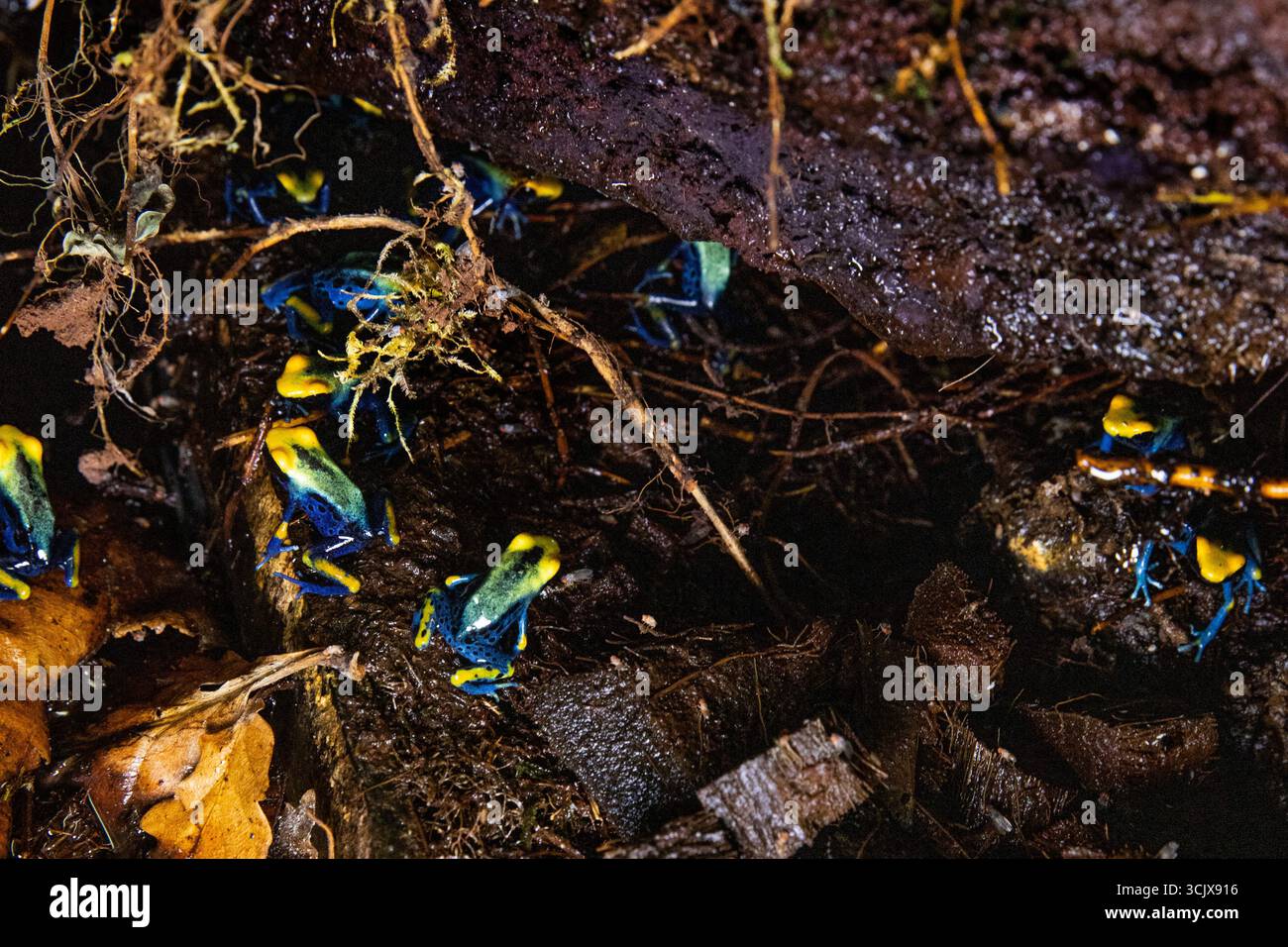 Rane velenose con motivi e colori sorprendenti. Dendrobates tinctorius rana Foto Stock
