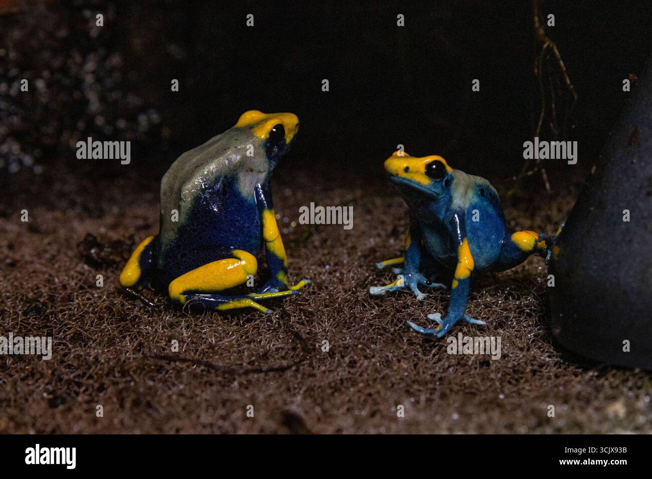 Un paio di rane dendrobates tinctorius su terreno bagnato. Dendrobates tinctorius rana Foto Stock