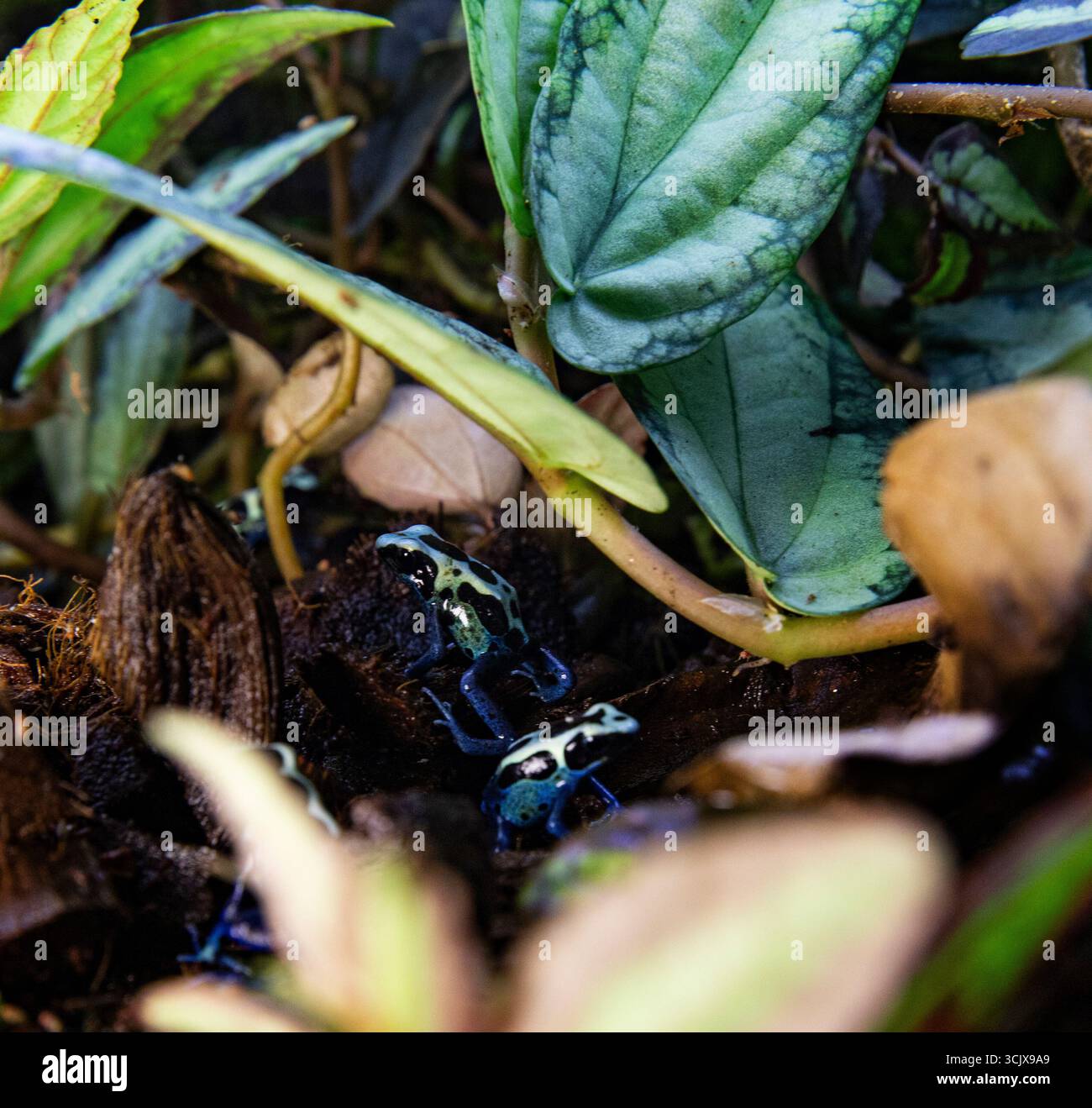 Vibrante dendrobates tinctorius in terrario naturale, rane velenose Foto Stock