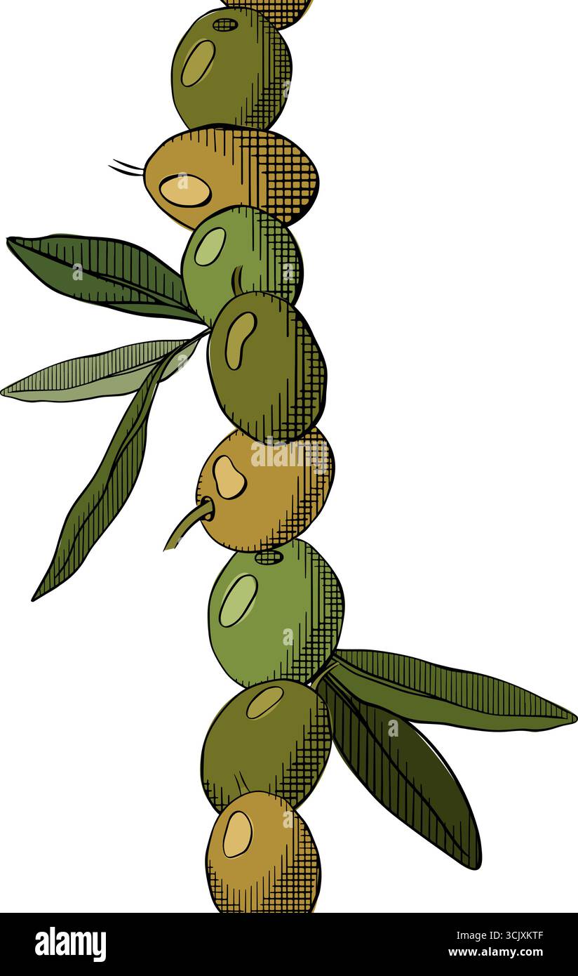 Frutti di oliva e foglie bordo verticale senza cuciture. Inchiostro a linee grafiche vettoriali colorato. Striscioni, poster, carta da imballaggio, adesivo, stampa, moder Illustrazione Vettoriale