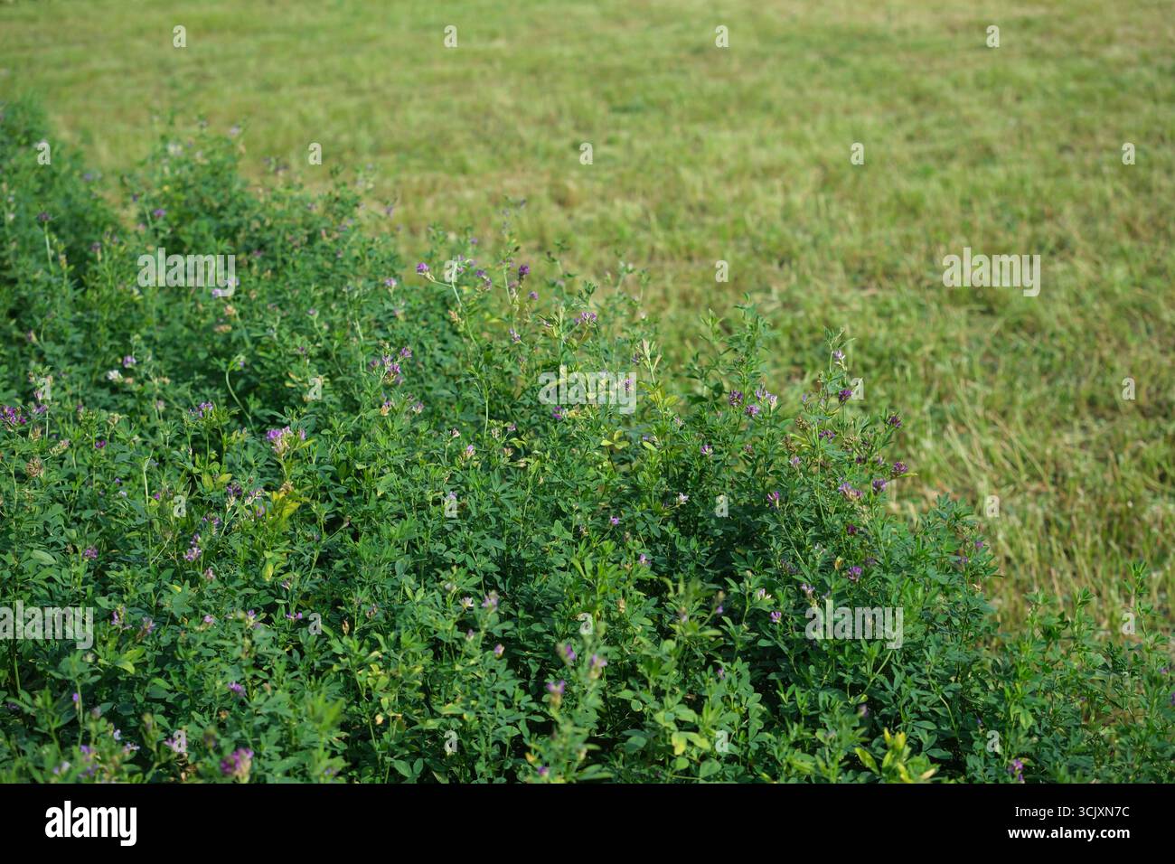 Campo agricolo di erba medica in estate. Erba medica rapida ricrescita dopo il taglio. Elevato valore nutrizionale, tolleranza alla siccità, elevato contenuto proteico. Foto Stock