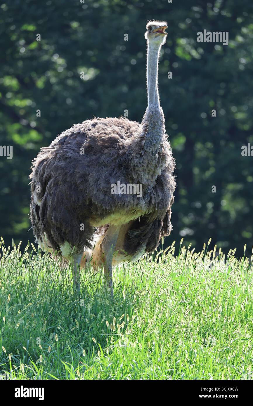Aquila d'oro arroccata su una scogliera rocciosa, sguardo nitido che scansiona il paesaggio, Foto Stock