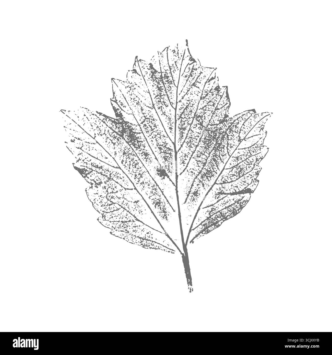 Timbro a foglia con impronta botanica, isolato su sfondo bianco. Illustrazione vettoriale Illustrazione Vettoriale