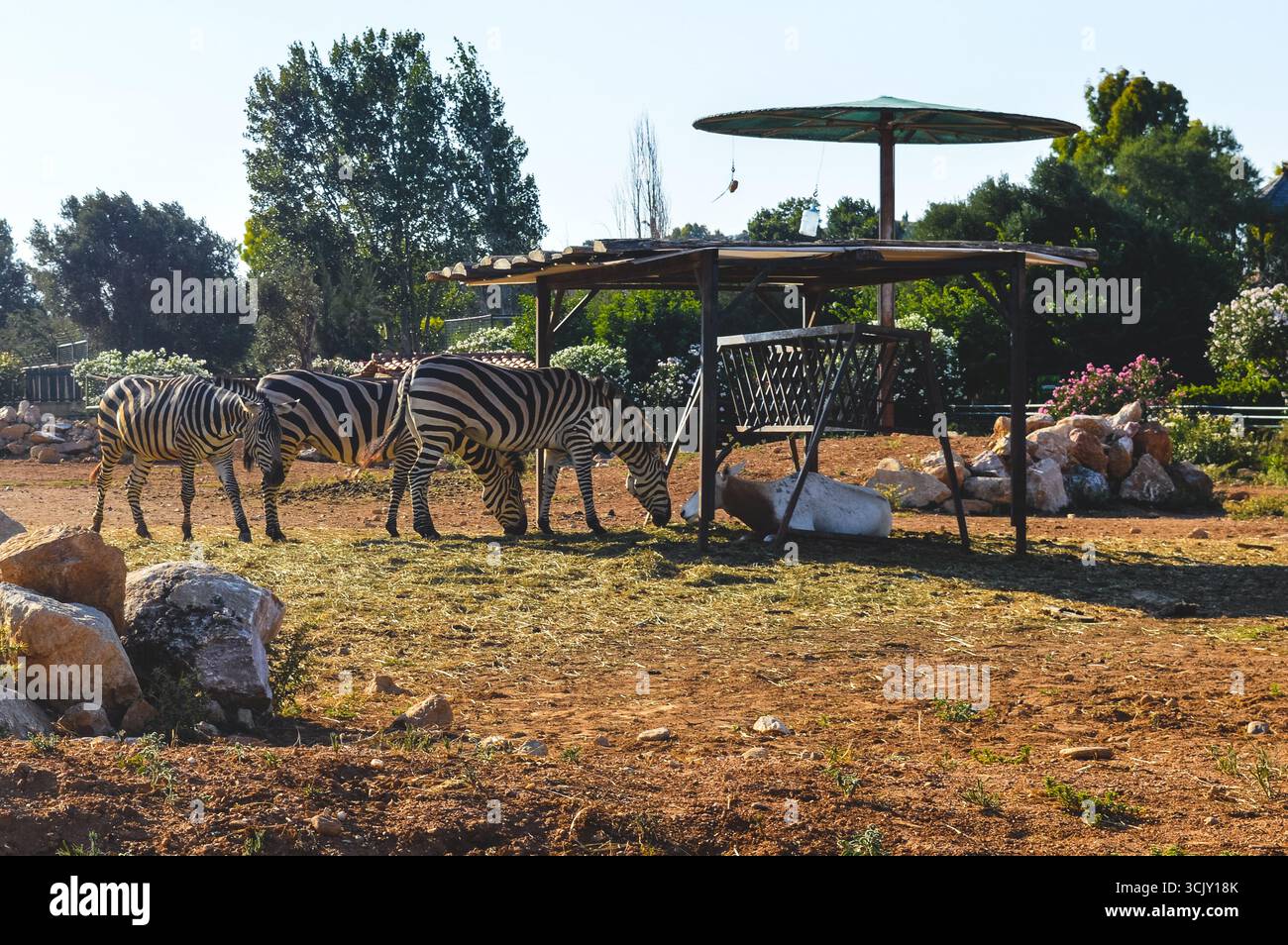Le zebre pascolano sotto riparo al Parco Zoologico Attica di Atene, Grecia. Foto Stock