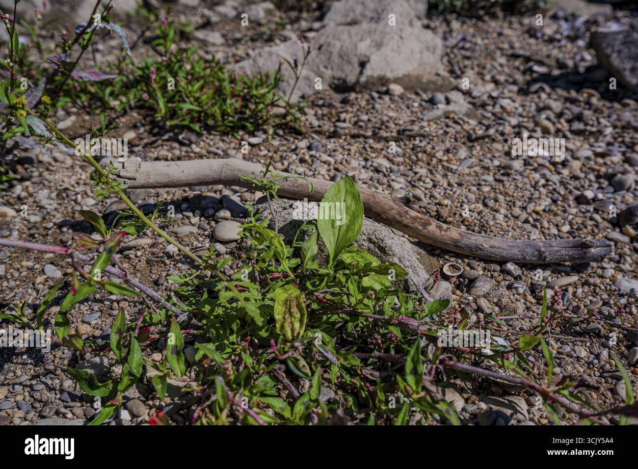 Un'area diversificata sulla riva mostra diverse piante, pietre e un bastoncino levigato dall'acqua. Il sole splende sulla scena e sottolinea i dettagli del natu Foto Stock