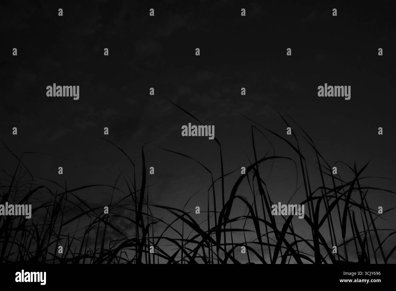 Sagoma di erba davanti a un cielo notturno buio, erba davanti al cielo notturno con poche nuvole, 27798 Hude Germania Foto Stock